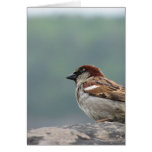 Niagara Falls Sparrow Greeting Card cards