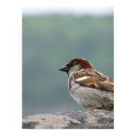 Niagara Falls Sparrow Poster posters