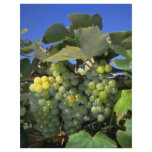 Niagara grapes in upstate New York, U.S.A. Custom Flyer