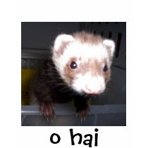nib, o hai t-shirt