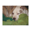 Nibbles Peeking postcards