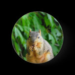 Nibbling Squirrel buttons