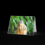 Nibbling Squirrel cards