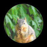 Nibbling Squirrel magnets