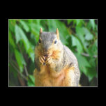 Nibbling Squirrel postcards