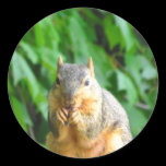 Nibbling Squirrel stickers