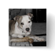 Nibs and his Bone buttons