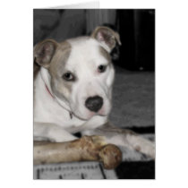 Nibs and his Bone cards