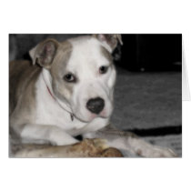 Nibs and his Bone cards