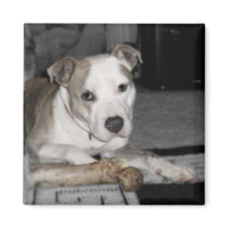 Nibs and his Bone magnets