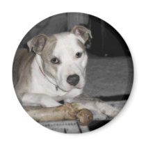 Nibs and his Bone magnets