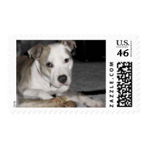 Nibs and his Bone postage