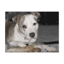 Nibs and his Bone postcards