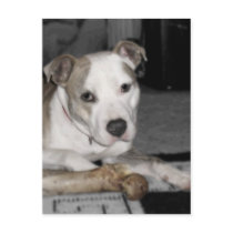 Nibs and his Bone postcards