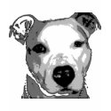Nibs the Pit Bull t-shirts