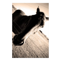 Nice Horse posters by davidalmeda Nice Horse posters