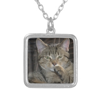 Nice Kitty Cat Thinking