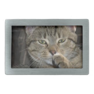 Nice Kitty Cat Thinking Rectangular Belt Buckle