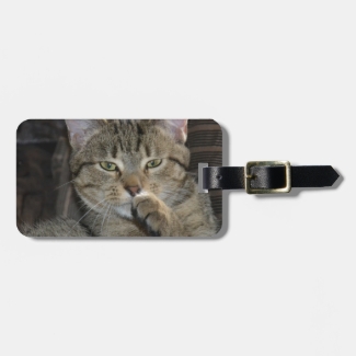 Nice Kitty Cat Thinking