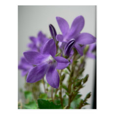 Nice Purple Flowers Post Cards