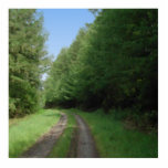 Nice scenic view of a pathway and trees. cut out