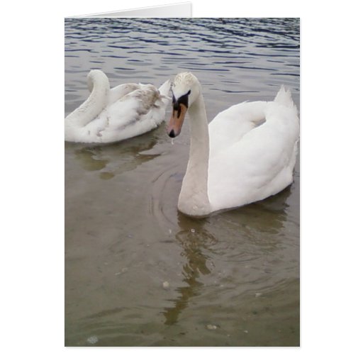 Nice Young Swans Card