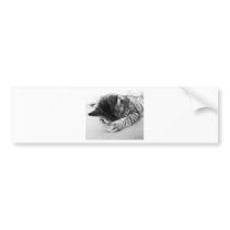 nicely cat sleeps on the bed sweetly bumper stickers