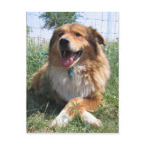 Nicholas postcards