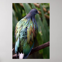Nicobar Pigeon Bird Photo Print print