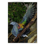 Nicobar Pigeon Wave Card