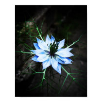 Nigella Flower posters