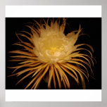 Nigh Blooming Cereus Posters