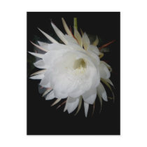 Night-Blooming Cerius Postcard