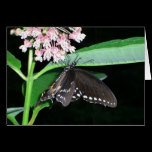 Night Butterfly Card