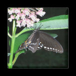 Night Butterfly Magnet