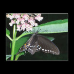 Night Butterfly Postcard