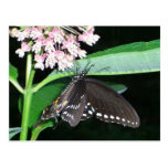 Night Butterfly Postcard
