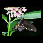 Night Butterfly Print