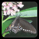 Night Butterfly Sticker