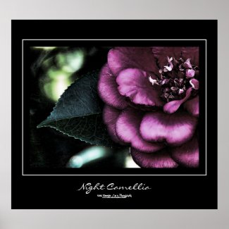 Night Camellia Black Border Poster