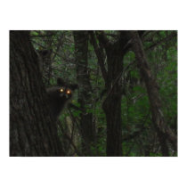 Night Eyes posters