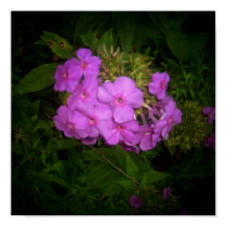 Night Flower Poster posters