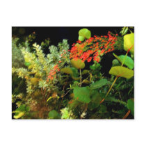 Night Garden postcards by valleyvisions Night Garden postcards