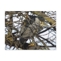 Night Heron in Tree Post Card