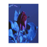 Night-Rose postcard