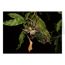 Night Spider Greeting Card