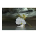 Night Treasures posters