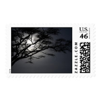 nightacacia postage by nonisense nightacacia postage