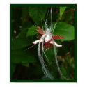 Nikalana - Keeper Fairy   posters