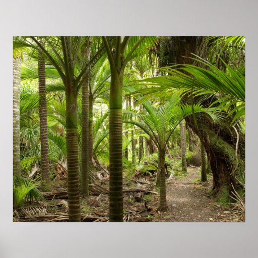 Nikau Palms, Heaphy Track, near Karamea, Print